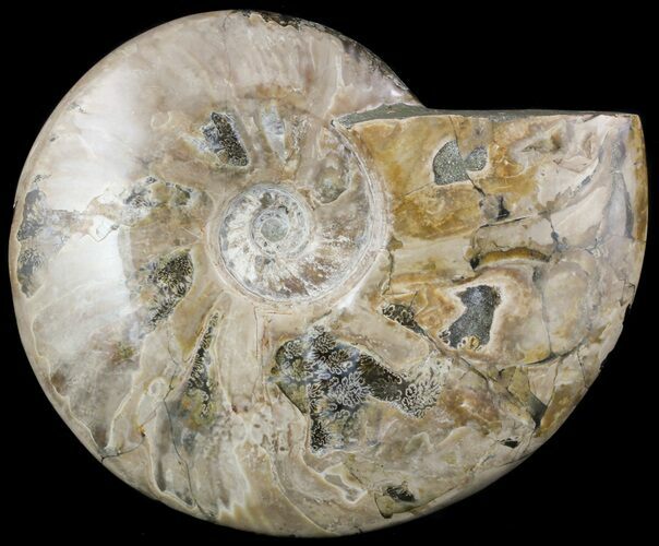 Large, Wide, Polished Ammonite Fossil - Madagascar #51866